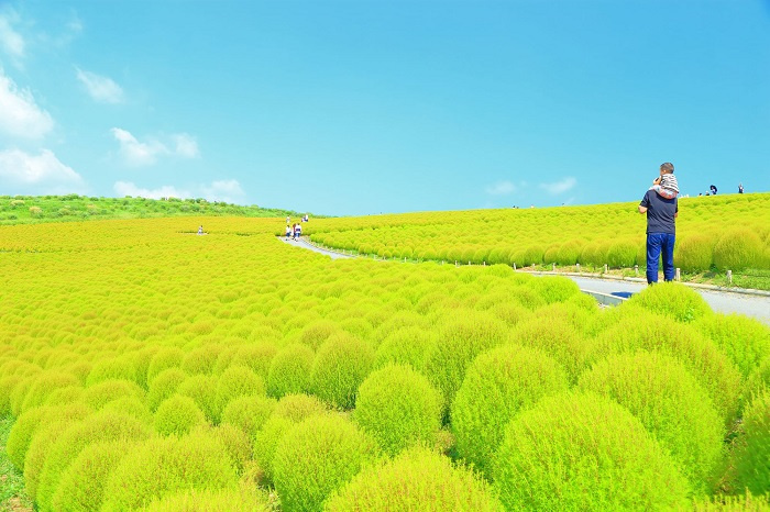 Đồi cỏ Kochia ở Nhật Bản, du lịch Nhật, đồi cỏ Kochia Nhật Bản