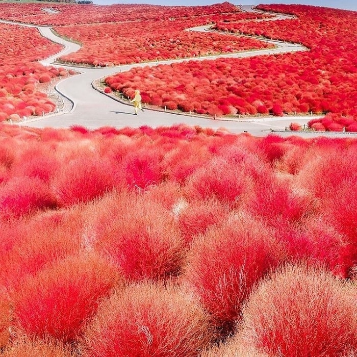 Đồi cỏ Kochia Nhật Bản 'khoác' màu áo đỏ rực mỗi khi thu về trở thành điểm đến lý tưởng cho những kẻ lãng mạn