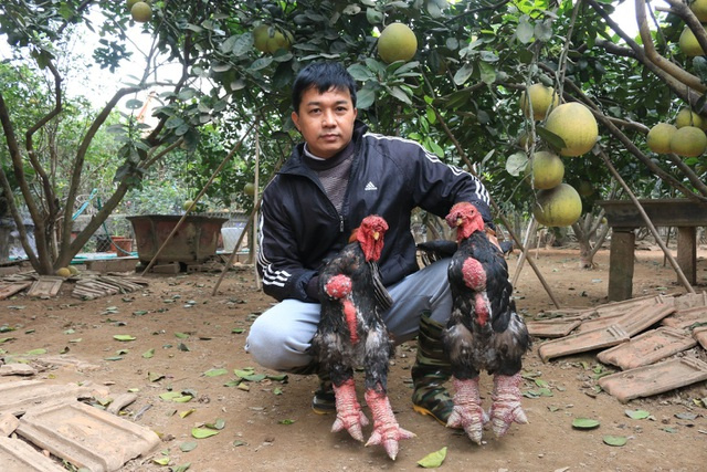 gà Đông Tảo, gà cảnh độc lạ, gà biếu Tết