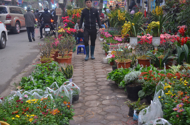các chợ hoa Tết ở Hà Nội, chợ hoa Hàng Lược, chợ hoa Hoàng Hoa Thám, chợ hoa Lạc Long Quân, chợ hoa Quảng An, chợ hoa Tây Tựu, chợ hoa Tết Hà Nội, chợ hoa Vạn Phúc