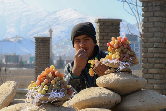 bảo quản nho tươi, Afghanistan, hộp đựng Gangina