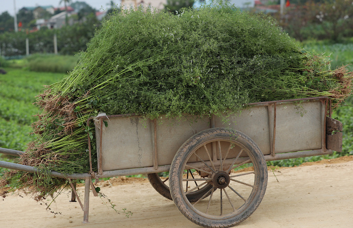 điểm du lịch cuối năm, phong tục Tết Việt, cánh đồng mùi già ở Thanh Hoá, phong tục Tết Việt, cánh đồng mùi già ở Thanh Hoá, điểm du lịch cuối năm