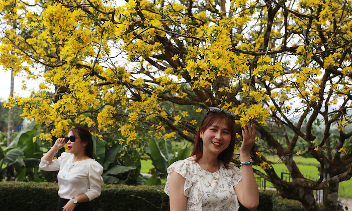 du lịch Quảng Nam, điểm đến của du lịch Quảng Nam, cây mai khổng lồ ở Quảng Nam, điểm đến của du lịch Quảng Nam, cây mai khổng lồ ở Quảng Nam, du lịch Quảng Nam