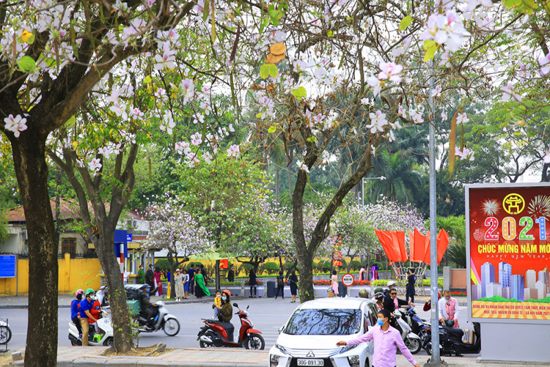 Đường phố Hà Nội, hoa ban, hoa sưa, khoe sắc rực rỡ