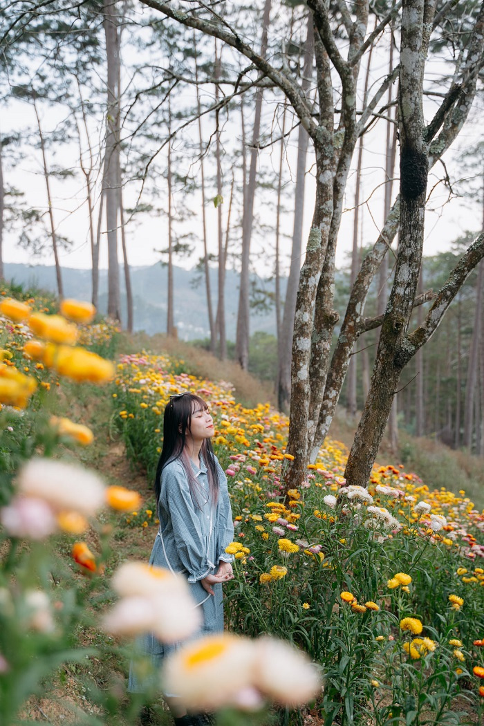 du lịch Đà Lạt, kinh nghiệm đi Đà Lạt, rừng hoa bất tử Đà Lạt, rừng hoa đẹp ở Đà Lạt, điểm sống ảo mới ở Đà Lạt, rừng hoa bất tử Đà Lạt, du lịch Đà Lạt, kinh nghiệm đi Đà Lạt, rừng hoa đẹp ở Đà Lạt, điểm sống ảo mới ở Đà Lạt