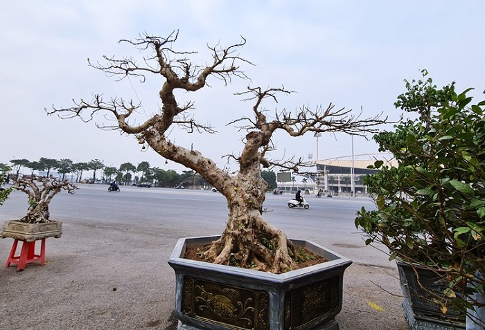 cây sung thế lạ, Cây sung tiền tỷ ở Hà Nội, Cây sung tiền tỷ ở Hà Nội