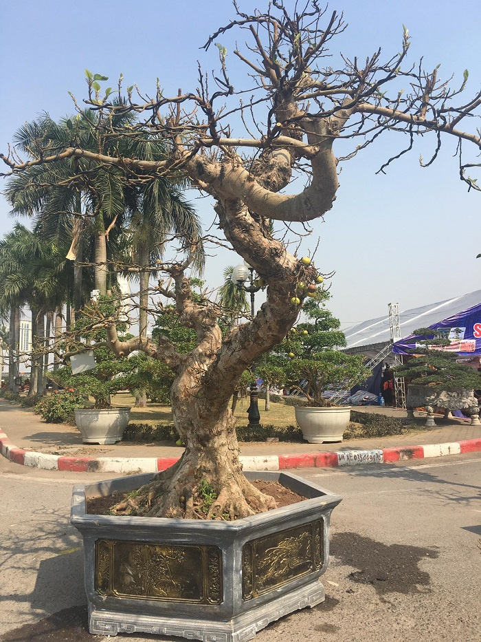 cây sung thế lạ, Cây sung tiền tỷ ở Hà Nội, Cây sung tiền tỷ ở Hà Nội