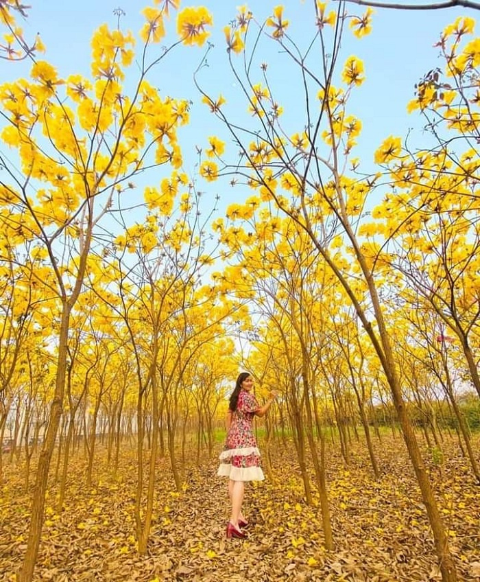 Mùa hoa chuông Bắc Giang vàng rực, dân tình ‘đổ xô’ chụp ảnh check in khắp Facebook 