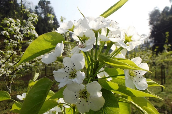 Lào Cai - Đẹp mê mẩn với sắc trắng hoa lê Bắc Hà