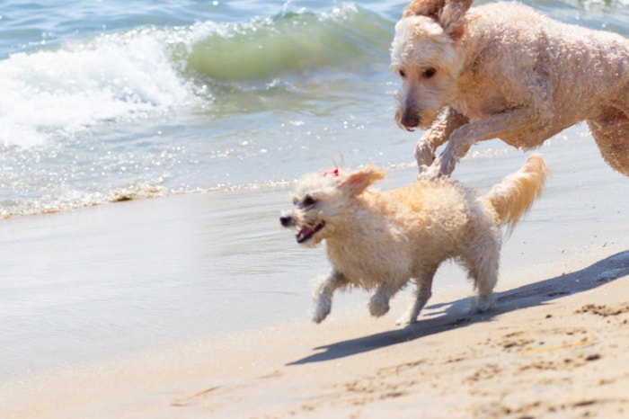 Du lịch California, bãi biển cho người yêu chó, Du lịch California