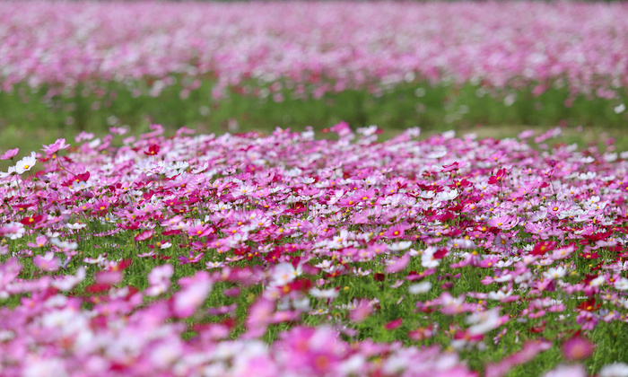 Cấp báo: Nông trại hoa Thạch Khê ở Hà Tĩnh - Ốc đảo sắc màu check in xinh lung linh