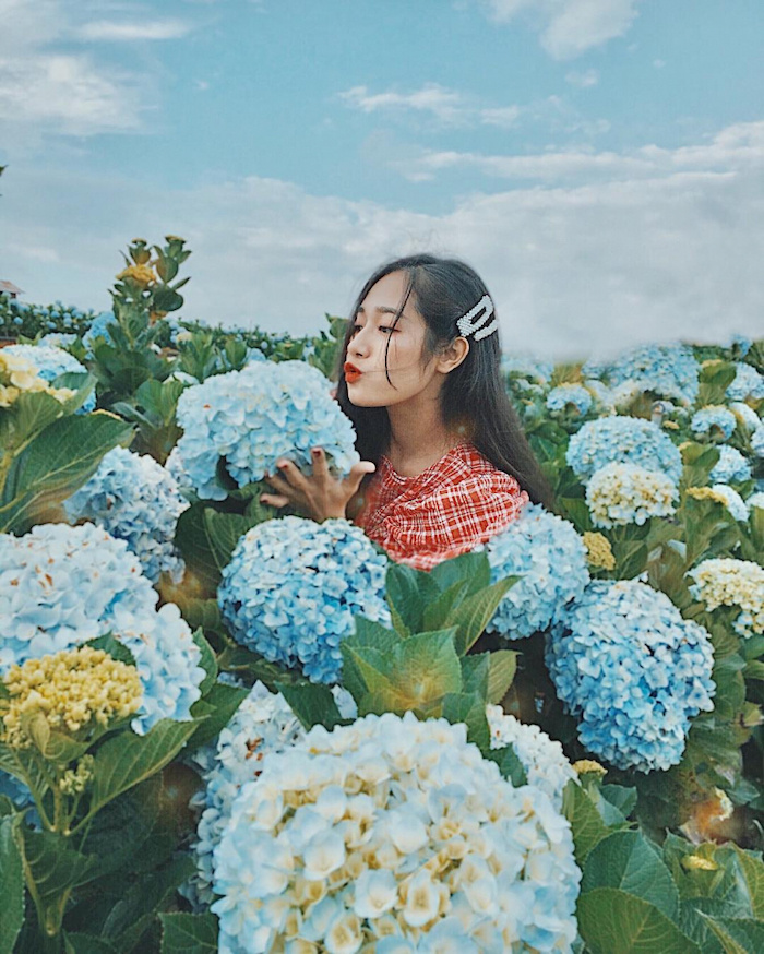 'Lạc' vào vườn hoa cẩm tú cầu đẹp nhất tại Bắc Giang - thiên đường cũng chỉ đẹp như này thôi!