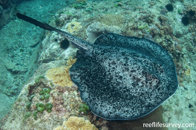 cá đuối cẩm thạch, cá đuối Blotched fantail ray, những loài có nọc độc