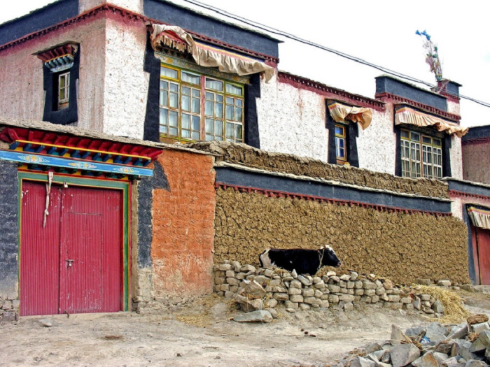Tây Tạng - nơi phân bò là biểu tượng cho sự giàu có