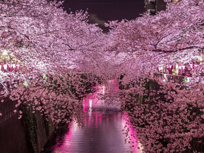 ngắm hoa anh đào, địa điểm ngắm hoa anh đào đẹp, điểm đến nổi tiếng nhất ở Nhật Bản, Mùa hoa anh đào Nhật Bản, địa điểm ngắm hoa anh đào Nhật Bản, ngắm hoa anh đào Nhật Bản, điểm đến nổi tiếng ngắm hoa anh đào, địa điểm ngắm hoa anh đào Nhật Bản