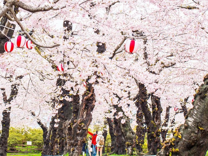 'Mùa Hanami' đến rồi, rủ nhau check-in 10 địa điểm ngắm hoa anh đào Nhật Bản đẹp ngất ngây