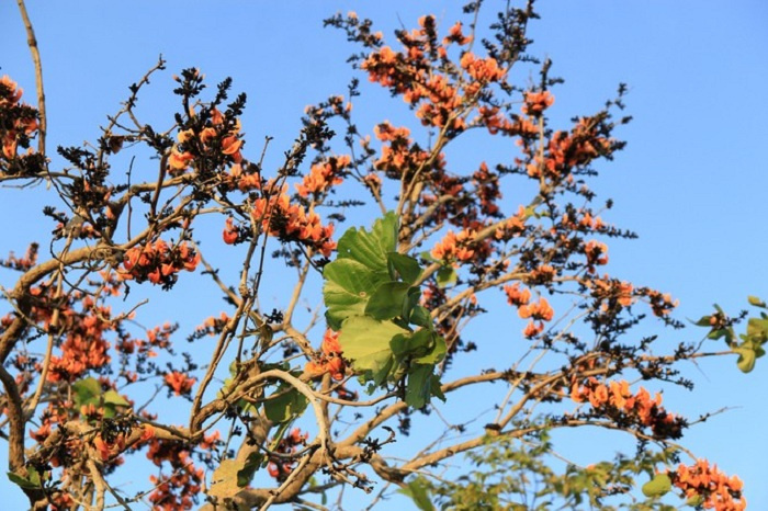 du lịch Gia Lai, khám phá Gia Lai, mùa hoa độc lạ ở Tây Nguyên, mùa hoa mlah, vẻ đẹp mùa hoa gièng gièng Gia Lai, mùa hoa độc lạ ở Tây Nguyên, du lịch Gia Lai, khám phá Gia Lai, mùa hoa mlah, vẻ đẹp mùa hoa gièng gièng Gia Lai 