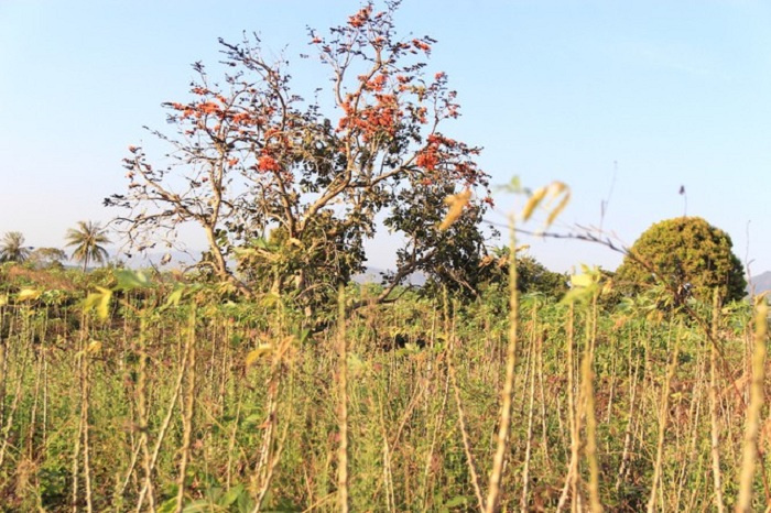 du lịch Gia Lai, khám phá Gia Lai, mùa hoa độc lạ ở Tây Nguyên, mùa hoa mlah, vẻ đẹp mùa hoa gièng gièng Gia Lai, mùa hoa độc lạ ở Tây Nguyên, du lịch Gia Lai, khám phá Gia Lai, mùa hoa mlah, vẻ đẹp mùa hoa gièng gièng Gia Lai 