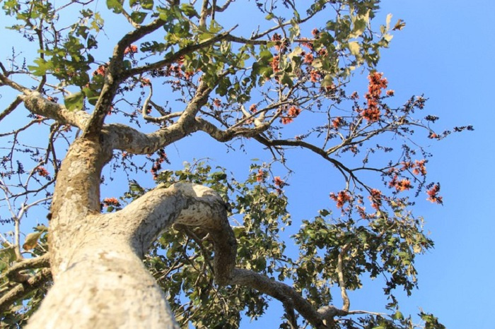 du lịch Gia Lai, khám phá Gia Lai, mùa hoa độc lạ ở Tây Nguyên, mùa hoa mlah, vẻ đẹp mùa hoa gièng gièng Gia Lai, mùa hoa độc lạ ở Tây Nguyên, du lịch Gia Lai, khám phá Gia Lai, mùa hoa mlah, vẻ đẹp mùa hoa gièng gièng Gia Lai 