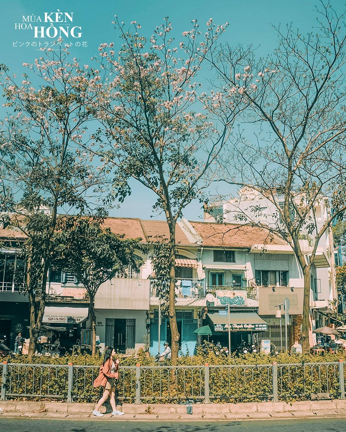 ‘Mãn nhãn’ trước vẻ đẹp dịu dàng và đằm thắm của hoa kèn hồng Sài Gòn