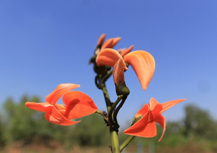 du lịch Gia Lai, khám phá Gia Lai, mùa hoa độc lạ ở Tây Nguyên, mùa hoa mlah, vẻ đẹp mùa hoa gièng gièng Gia Lai, mùa hoa độc lạ ở Tây Nguyên, du lịch Gia Lai, khám phá Gia Lai, mùa hoa mlah, vẻ đẹp mùa hoa gièng gièng Gia Lai 