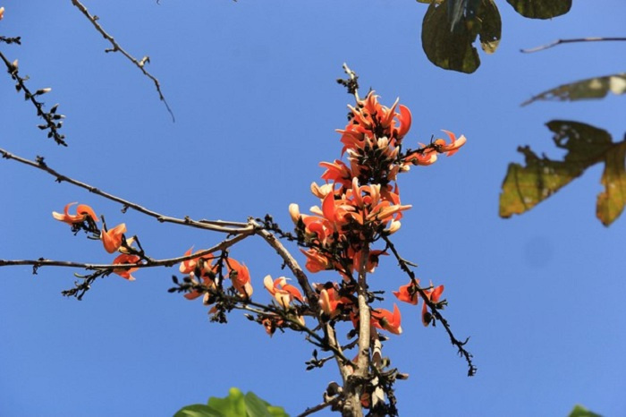 du lịch Gia Lai, khám phá Gia Lai, mùa hoa độc lạ ở Tây Nguyên, mùa hoa mlah, vẻ đẹp mùa hoa gièng gièng Gia Lai, mùa hoa độc lạ ở Tây Nguyên, du lịch Gia Lai, khám phá Gia Lai, mùa hoa mlah, vẻ đẹp mùa hoa gièng gièng Gia Lai 