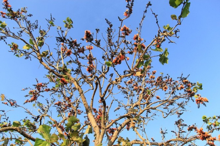 du lịch Gia Lai, khám phá Gia Lai, mùa hoa độc lạ ở Tây Nguyên, mùa hoa mlah, vẻ đẹp mùa hoa gièng gièng Gia Lai, mùa hoa độc lạ ở Tây Nguyên, du lịch Gia Lai, khám phá Gia Lai, mùa hoa mlah, vẻ đẹp mùa hoa gièng gièng Gia Lai 