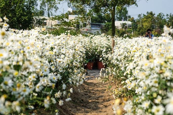 du lịch đà nẵng, kinh nghiệm đi Đà Nẵng, cúc họa mi Đà Nẵng, cúc họa mi nở trái mùa, điểm sống ảo cùng cúc họa mi, cúc họa mi Đà Nẵng, du lịch Đà Nẵng, kinh nghiệm đi Đà Nẵng, cúc họa mi nở trái mùa, điểm sống ảo cùng cúc họa mi