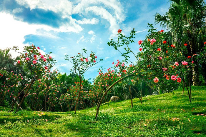vườn hoa ecopark, vườn hoa ecopark ở đâu, vườn hoa hồng, vườn hoa hồng đẹp nhất, khu vườn hoa hồng, vườn hoa ecopark, vườn hoa ecopark ở đâu, vườn hoa hồng, vườn hoa hồng đẹp nhất, khu vườn hoa hồng