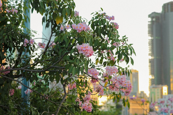 Một Sài Gòn dịu dàng như ‘nàng thơ’ trong mùa hoa kèn hồng tháng 3 