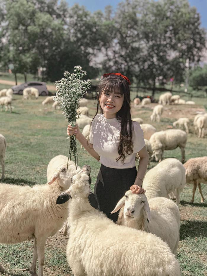 đồi cừu châu đức, đồi cừu suối nghệ, đồng cừu suối nghệ vũng tàu, đồi cừu châu đức, đồi cừu suối nghệ, đồng cừu suối nghệ vũng tàu