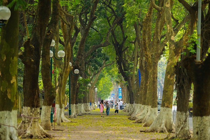 du lịch Hà Nội, thủ đô Hà Nội, Hà Nội mùa sấu rụng, mùa lá sấu rụng, vẻ đẹp mùa sấu rụng ở Hà Nội, Hà Nội mùa sấu rụng