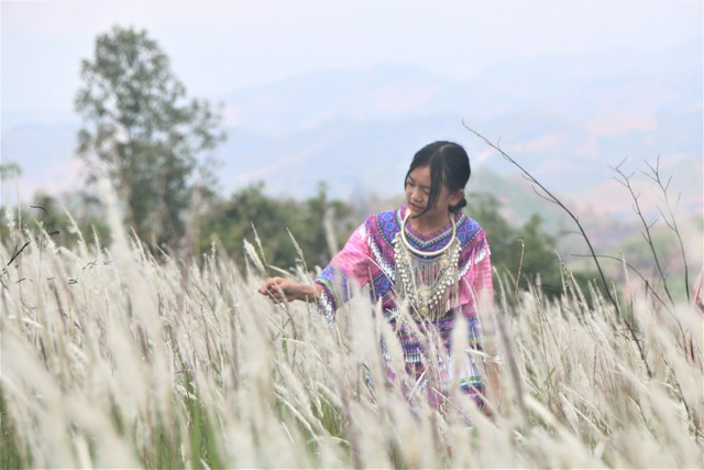 đồi cỏ lau, thiếu nữ H'Mông, Đắk Nông