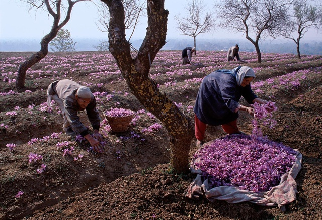 Bí mật thu hoạch những bông hoa cho thứ đắt đỏ… hàng trăm triệu đồng kg