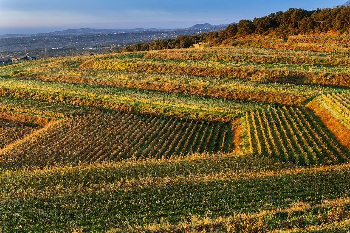 Du lịch Italia, du lịch rượu vang, trang trại rượu vang nổi tiếng ở Sicily