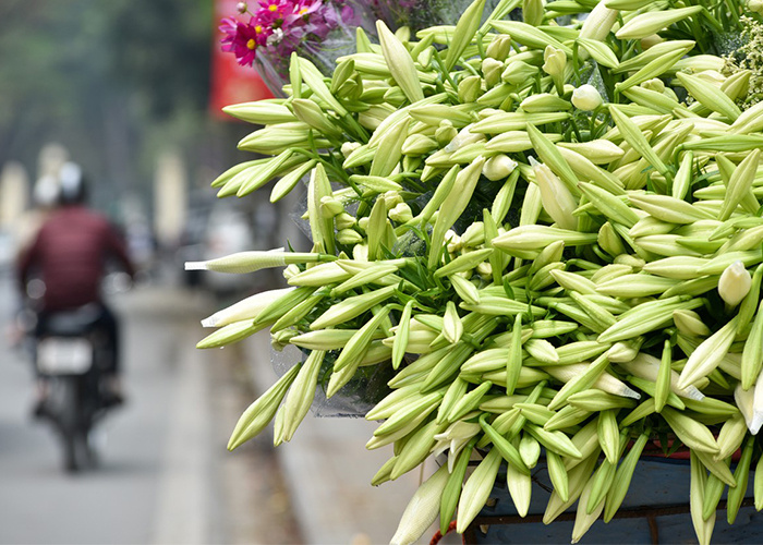 du lịch Hà Nội, thành phố Hà Nội, hoa loa kèn, hoa huệ tây, hoa báo hè, mùa hoa loa kèn, hoa loa kèn