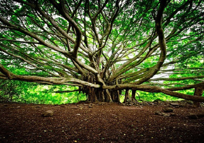 Mục sở thị cây đa khổng lồ nhất thế giới tuổi đời 250 năm, tán cây rộng 14.000 m2