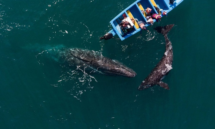 Đến Mexico trải nghiệm chơi đùa cùng cá voi xám khổng lồ