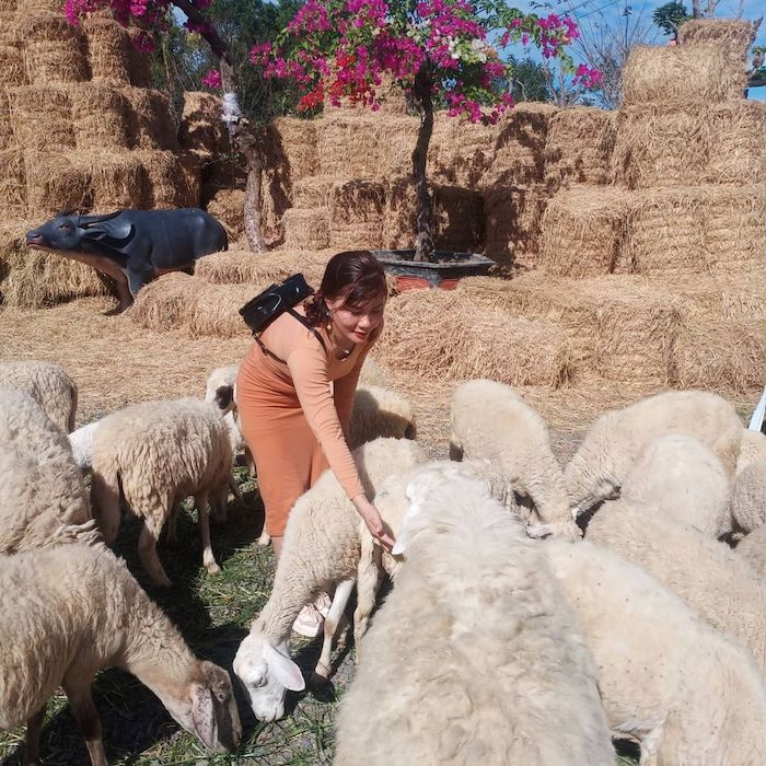 Có một đồi cừu sinh thái Bưng Riềng ở Vũng Tàu đi mãi không muốn rời đi