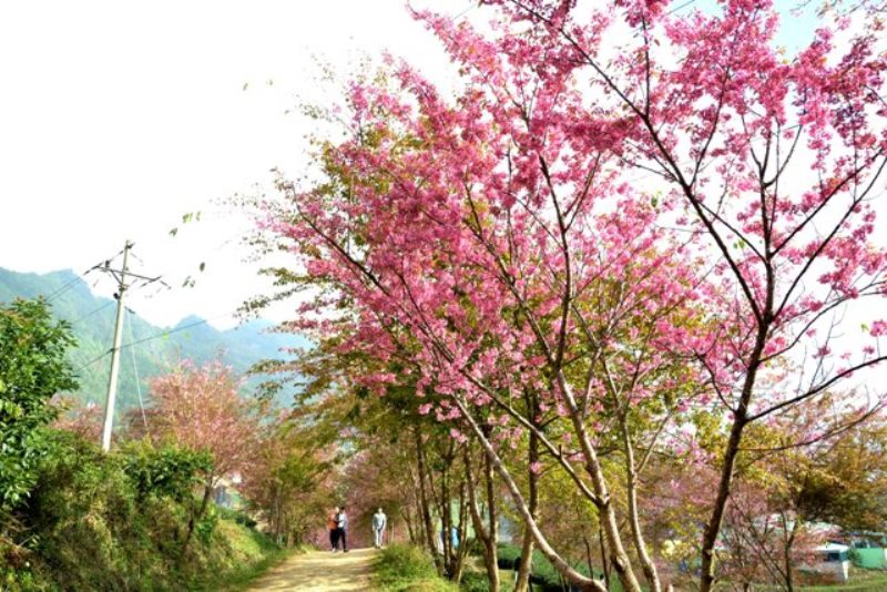 Gorgeous cherry blossoms in Sa Pa town