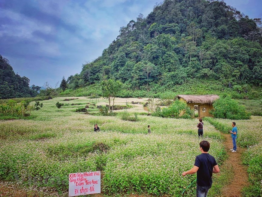 Buckwheat flower fields : can-not-miss check-in hotspots in Ha Giang