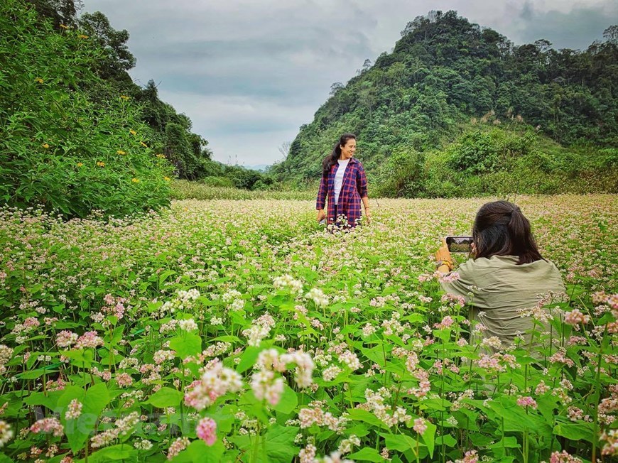 Buckwheat, flower, fields, Ha Giang, Vietnam, Vietnamplus