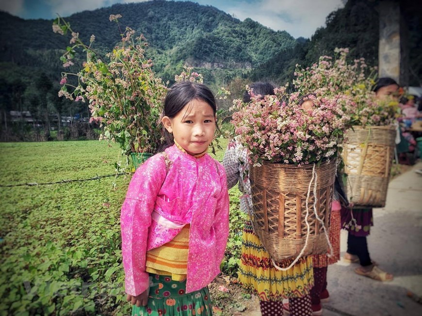 Buckwheat, flower, fields, Ha Giang, Vietnam, Vietnamplus