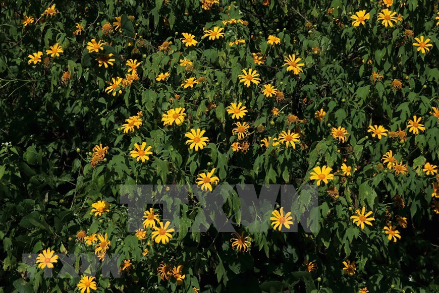 Muong Nhe district, Dien Bien province, tree marigold, wild sunflower, Vietnam, Vietnamplus, Vietnam News Agency
