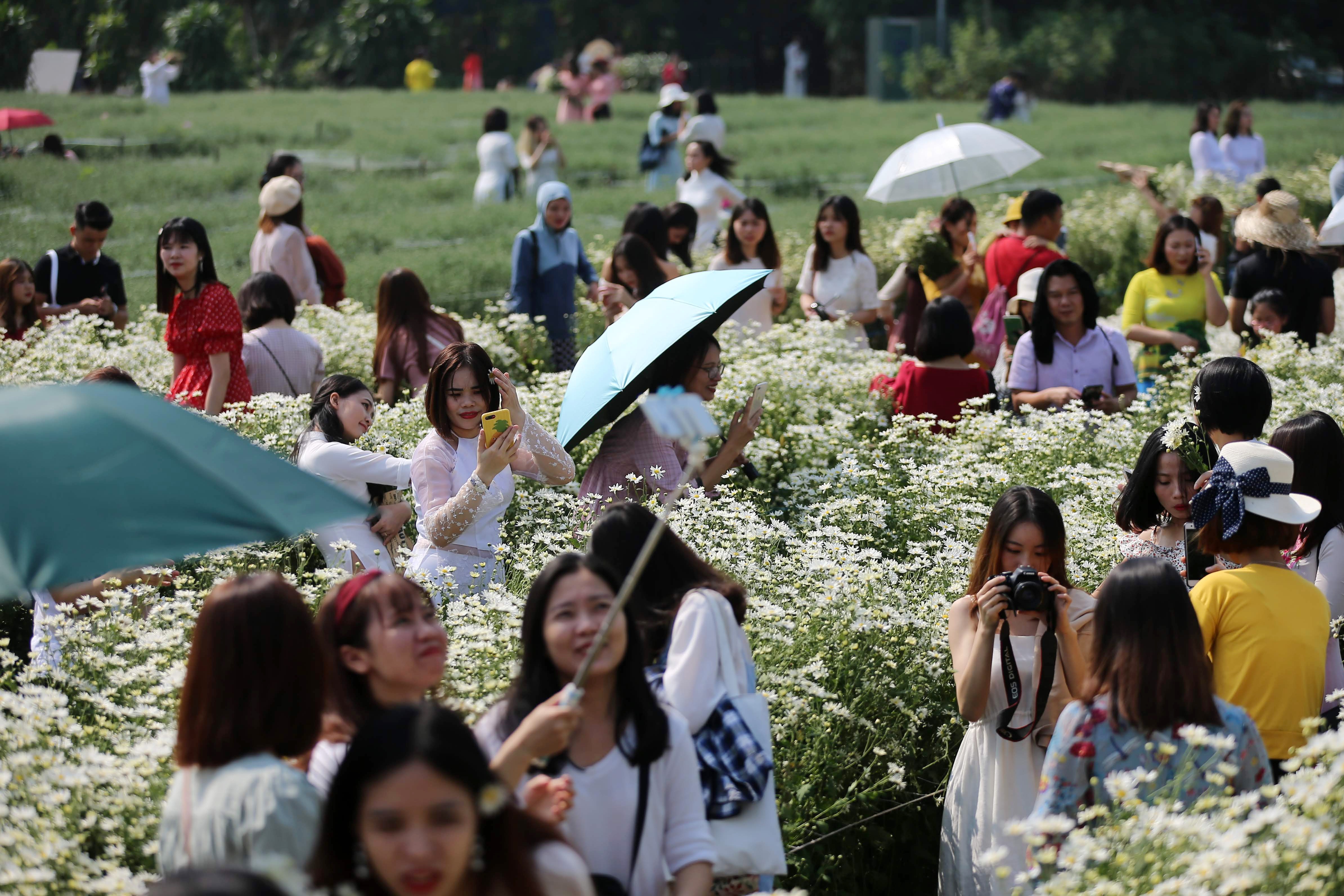 Hanoi daisy gardens attract visitors