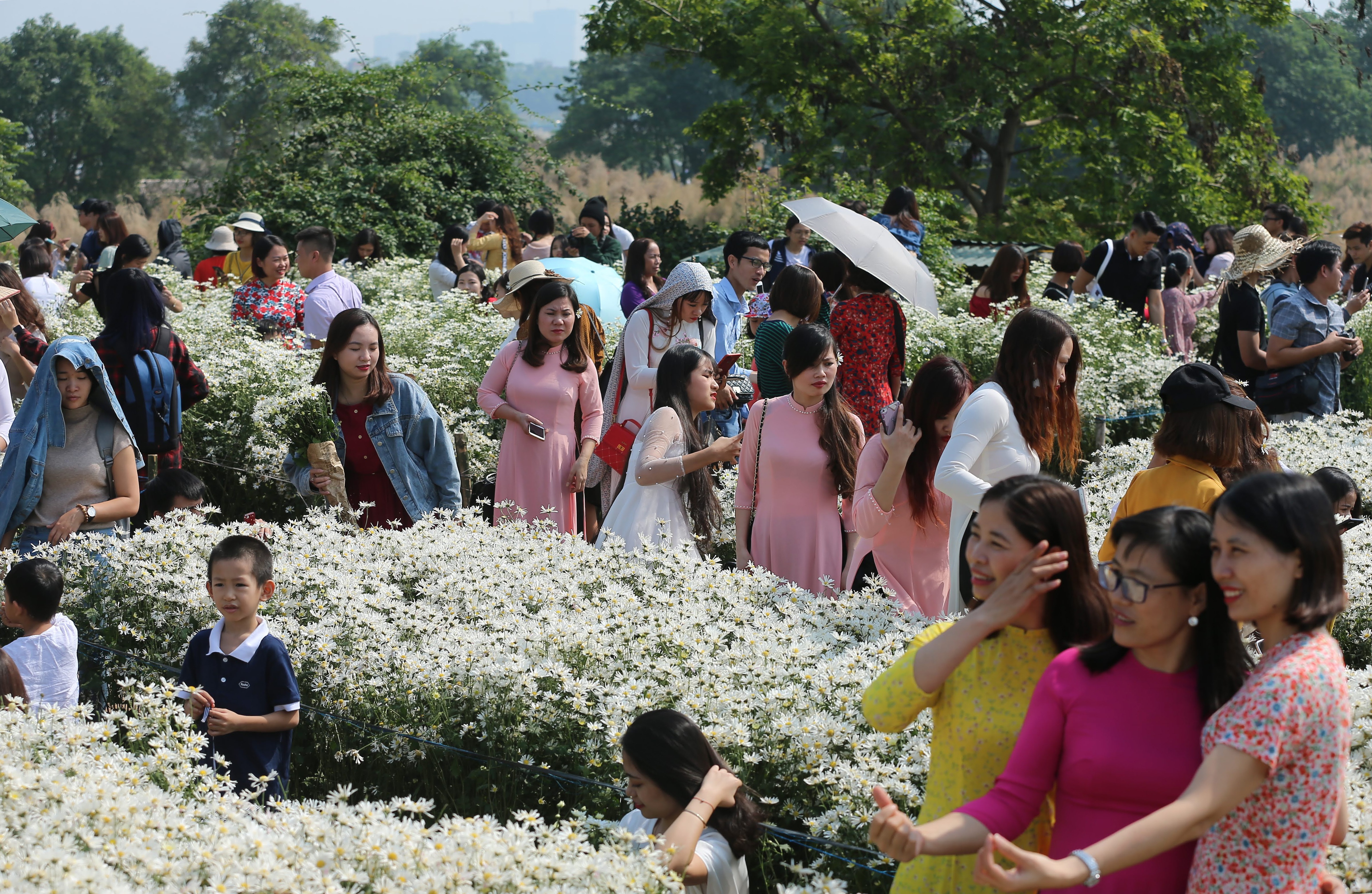 Hanoi daisy gardens attract visitors