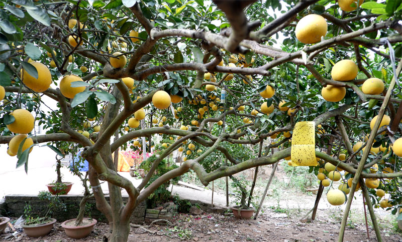 Dien Pomelo – the meaningful valuable gift for Tet holiday