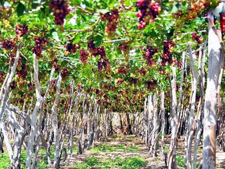 Ninh Thuan grapes - The pearls rise in the sun and wind