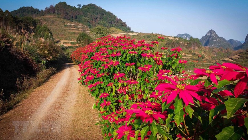 Colourful winter in mountainous province, Colourful winter in Cao Bang, mountainous province, Cao Bang province, Vietnam News, VietnamPlus, Vietnam