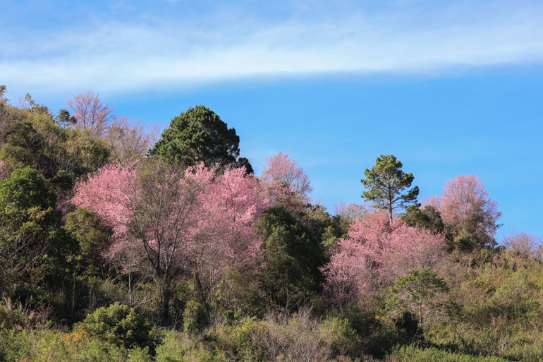 More cherry trees to be grown in Da Lat